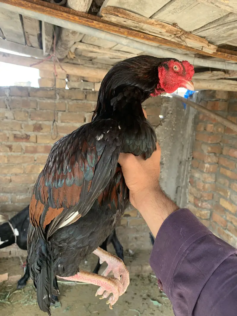 Pair for sale ha high quality birds ha — photo 10