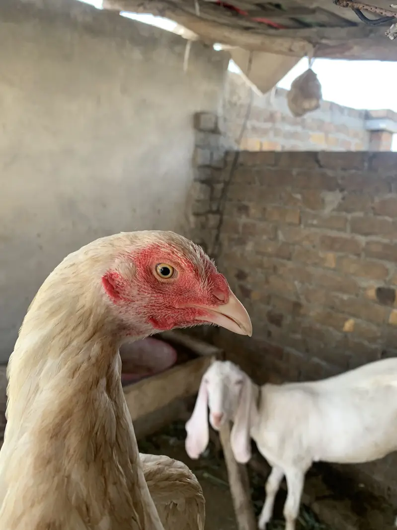Pair for sale ha high quality birds ha — photo 11