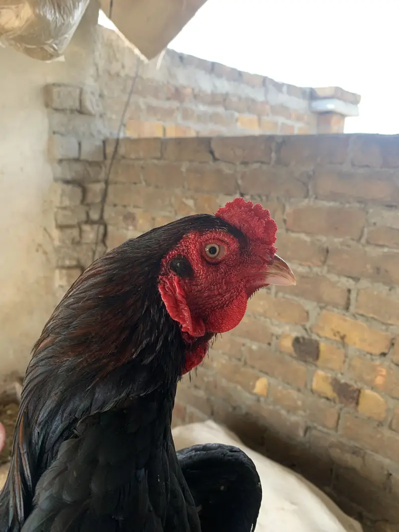 Pair for sale ha high quality birds ha — photo 12