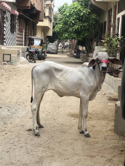 Tari bachya