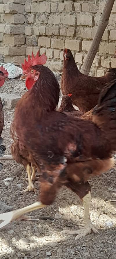 RIR pair for sale