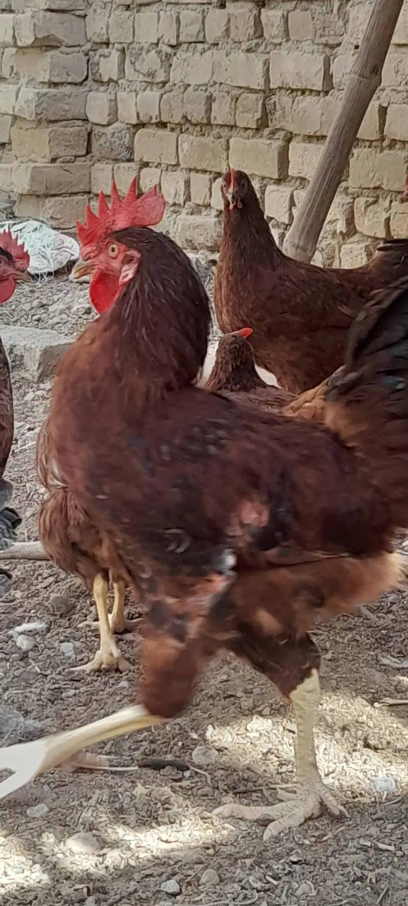 RIR pair for sale