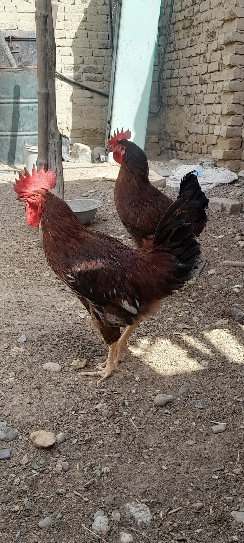 RIR pair for sale — photo 3
