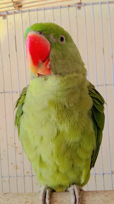 Raw parrot for sale