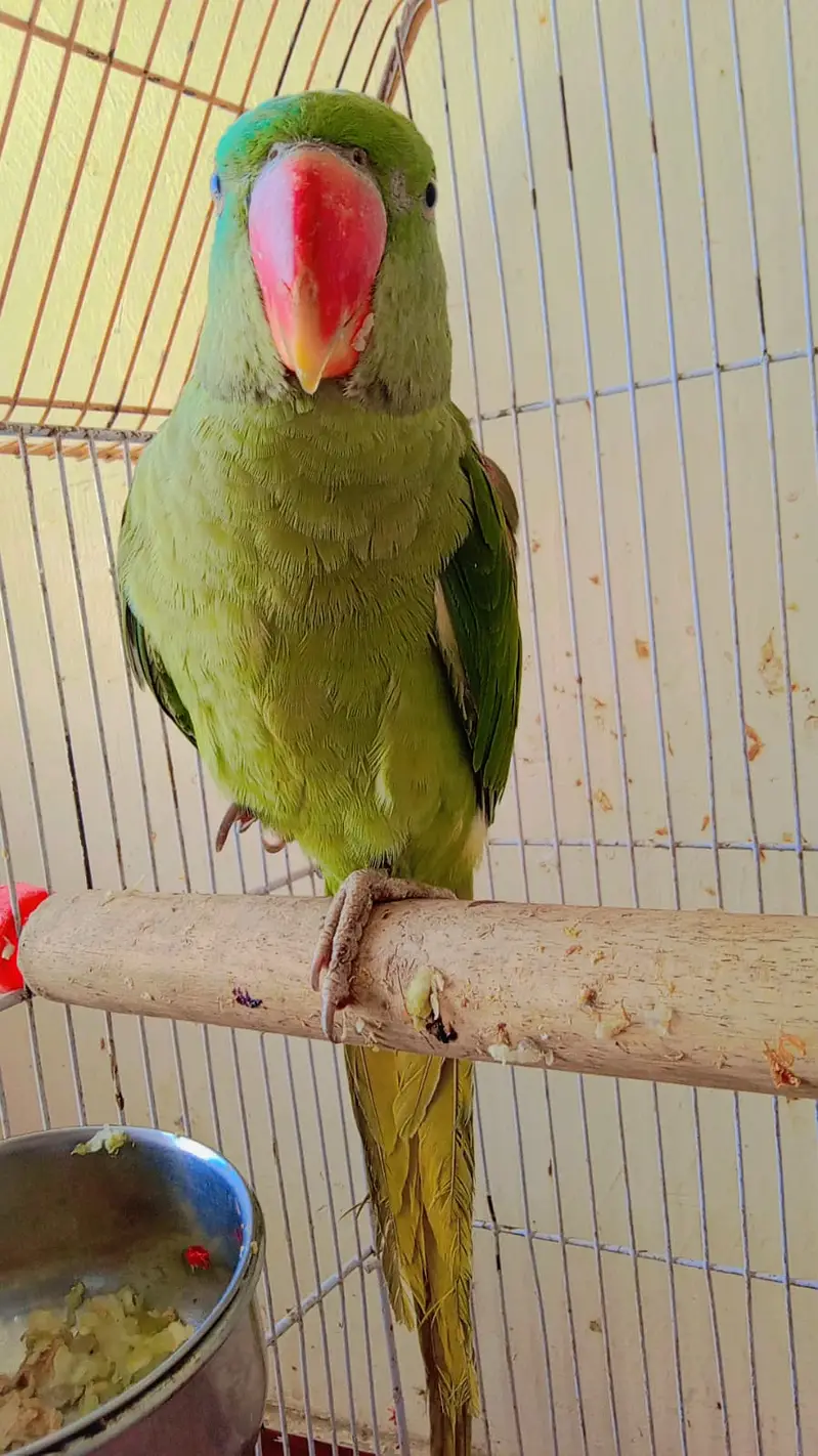 Raw parrot for sale — photo 2