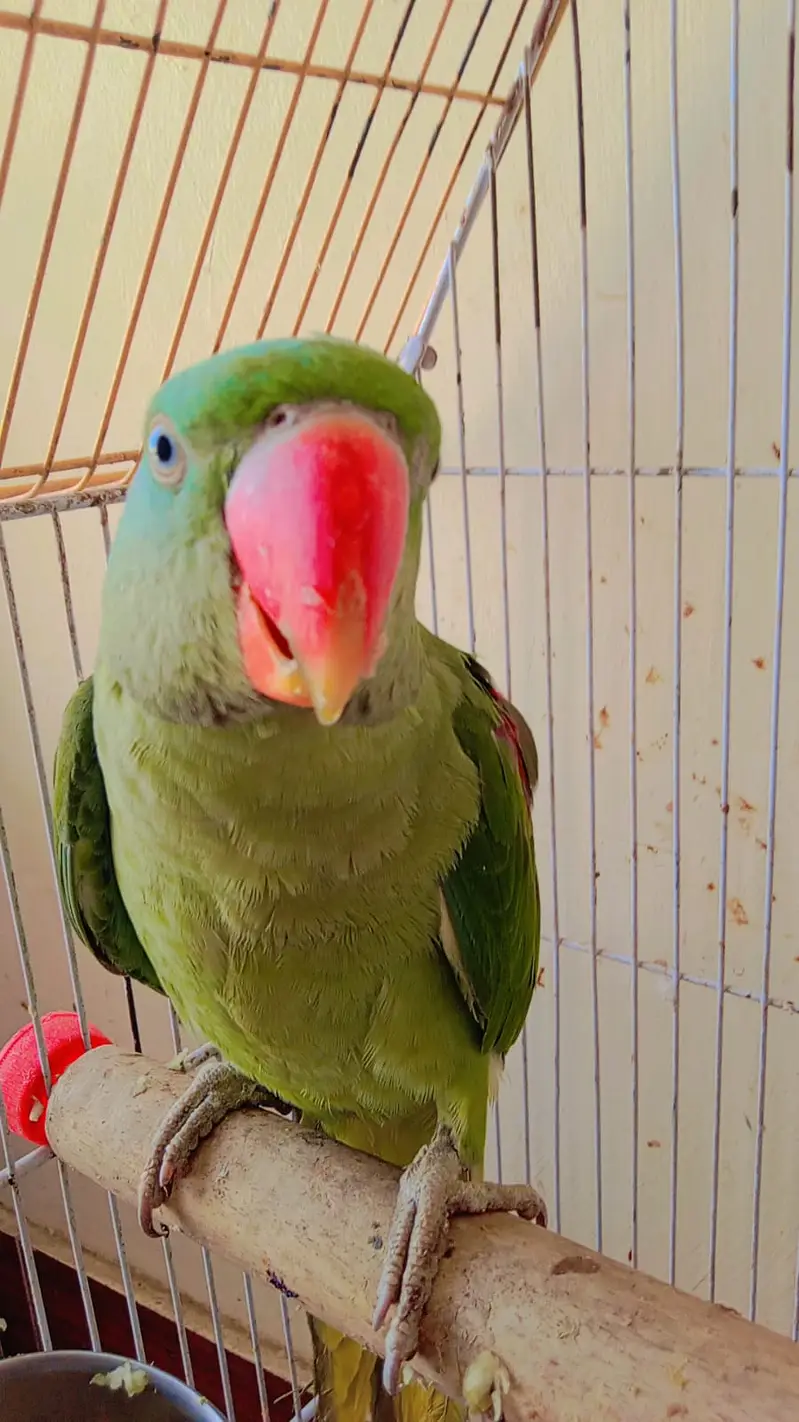 Raw parrot for sale — photo 3