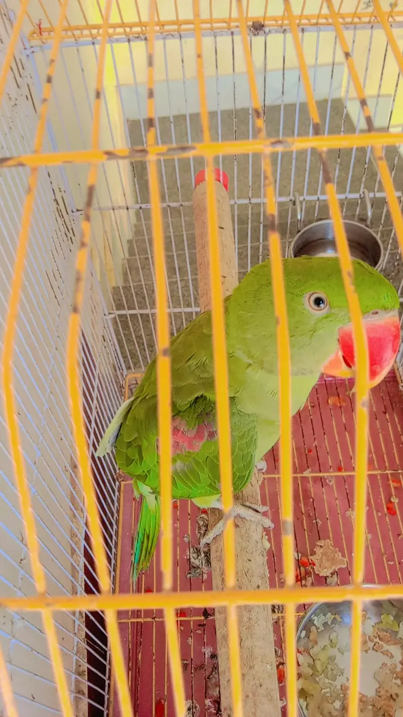 Raw parrot for sale — photo 4