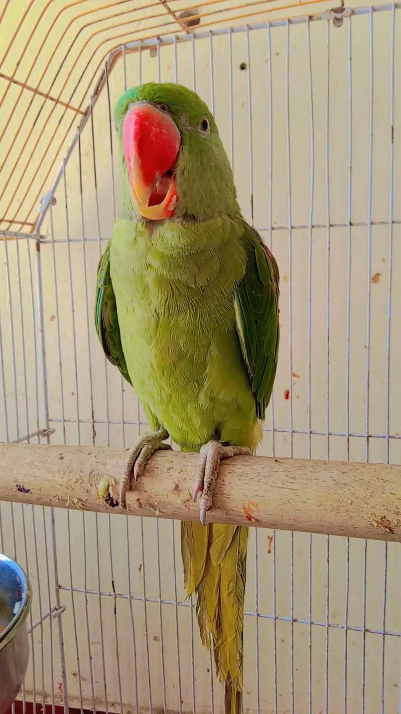 Raw parrot for sale — photo 5