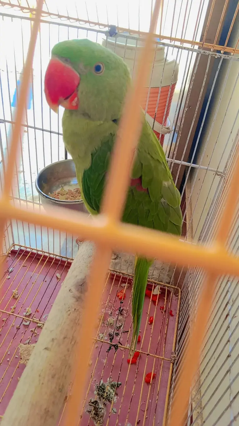 Raw parrot for sale — photo 6
