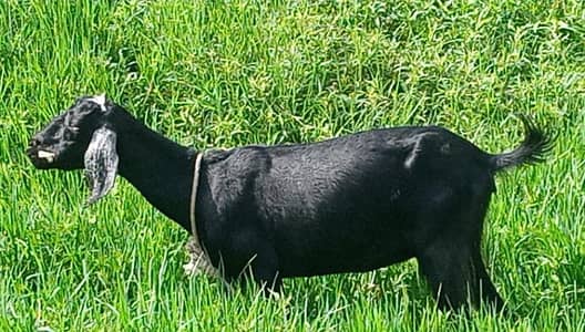 Gaban Bakri 2 maheena Desi Nasal