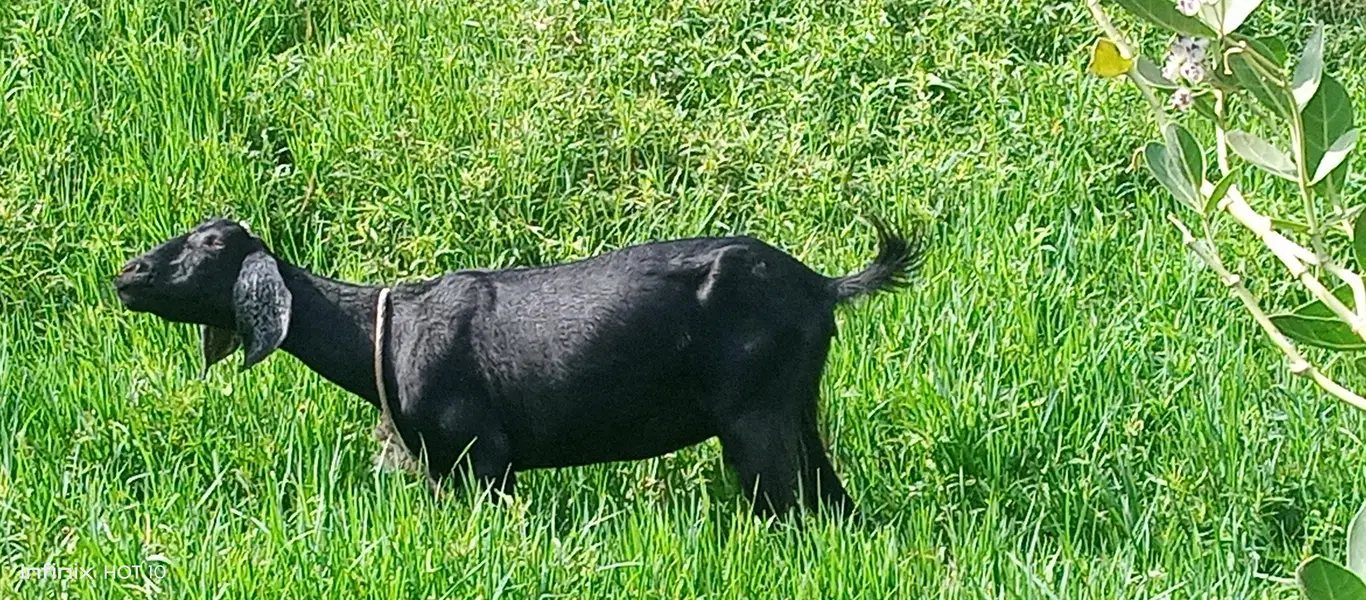 Gaban Bakri 2 maheena Desi Nasal — photo 2