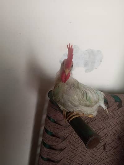 NAKED NECK ROOSTER FOR SALE