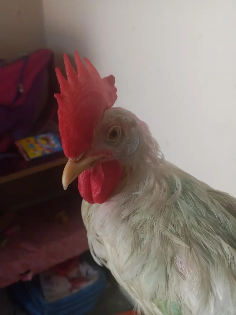 NAKED NECK ROOSTER FOR SALE — photo 2