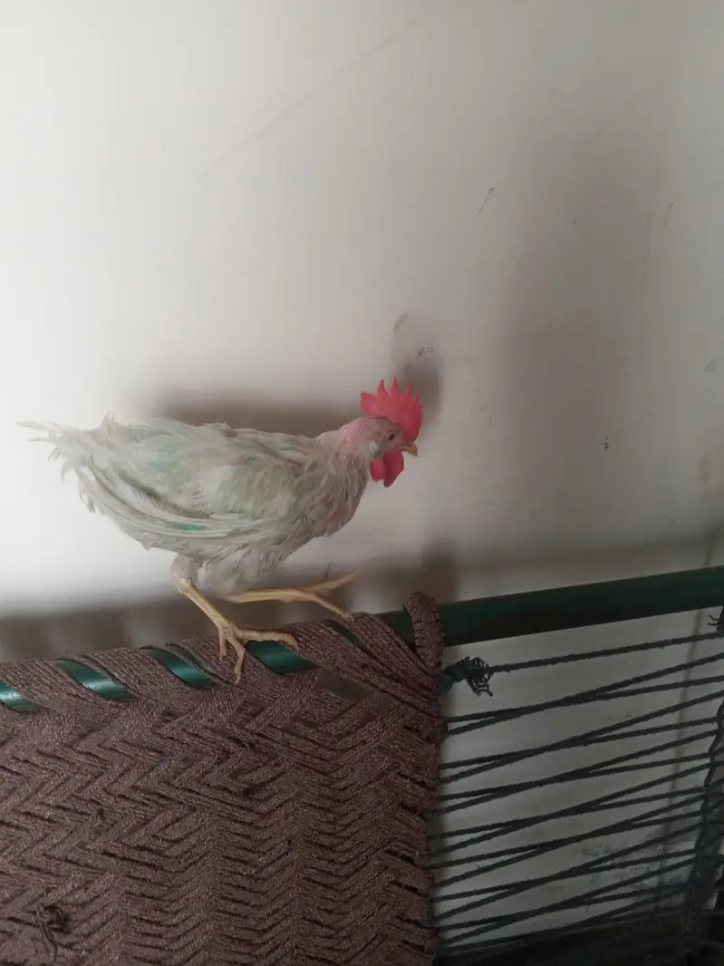NAKED NECK ROOSTER FOR SALE — photo 3