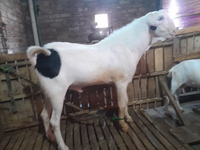 MashaAllah Vvip tadda male big body dabal hadi for sale 6 dant ha — photo 2