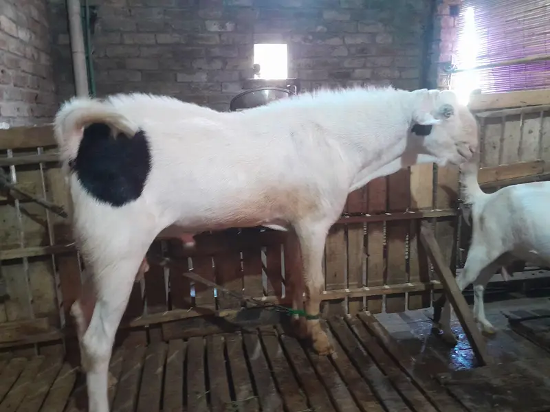 MashaAllah Vvip tadda male big body dabal hadi for sale 6 dant ha — photo 5