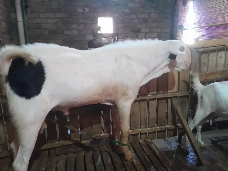 MashaAllah Vvip tadda male big body dabal hadi for sale 6 dant ha — photo 6