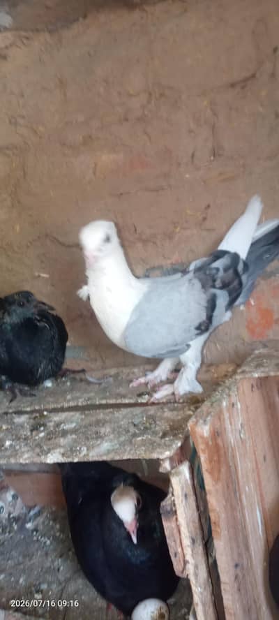 sentient pigeon