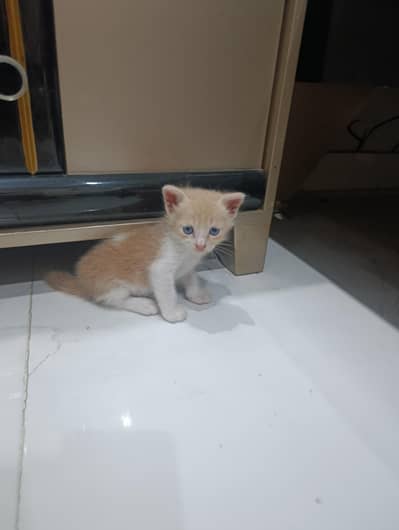 Kittens for sale