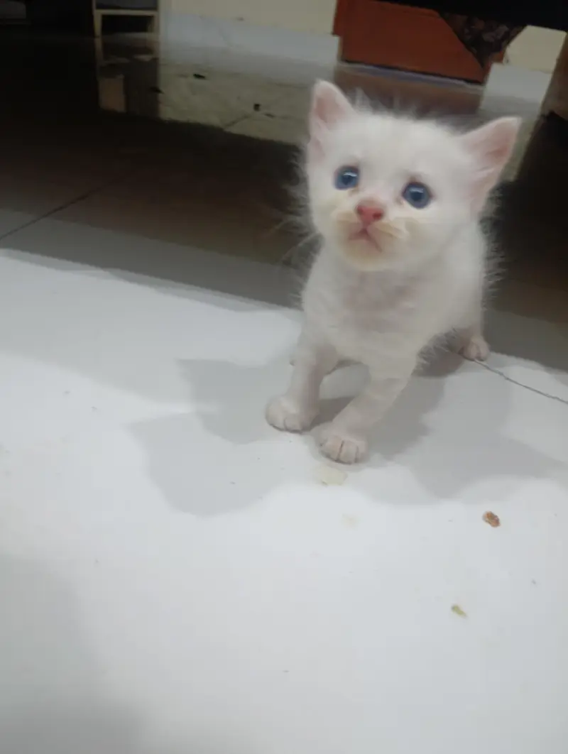 Kittens for sale — photo 2