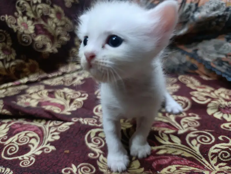 Kittens for sale — photo 3