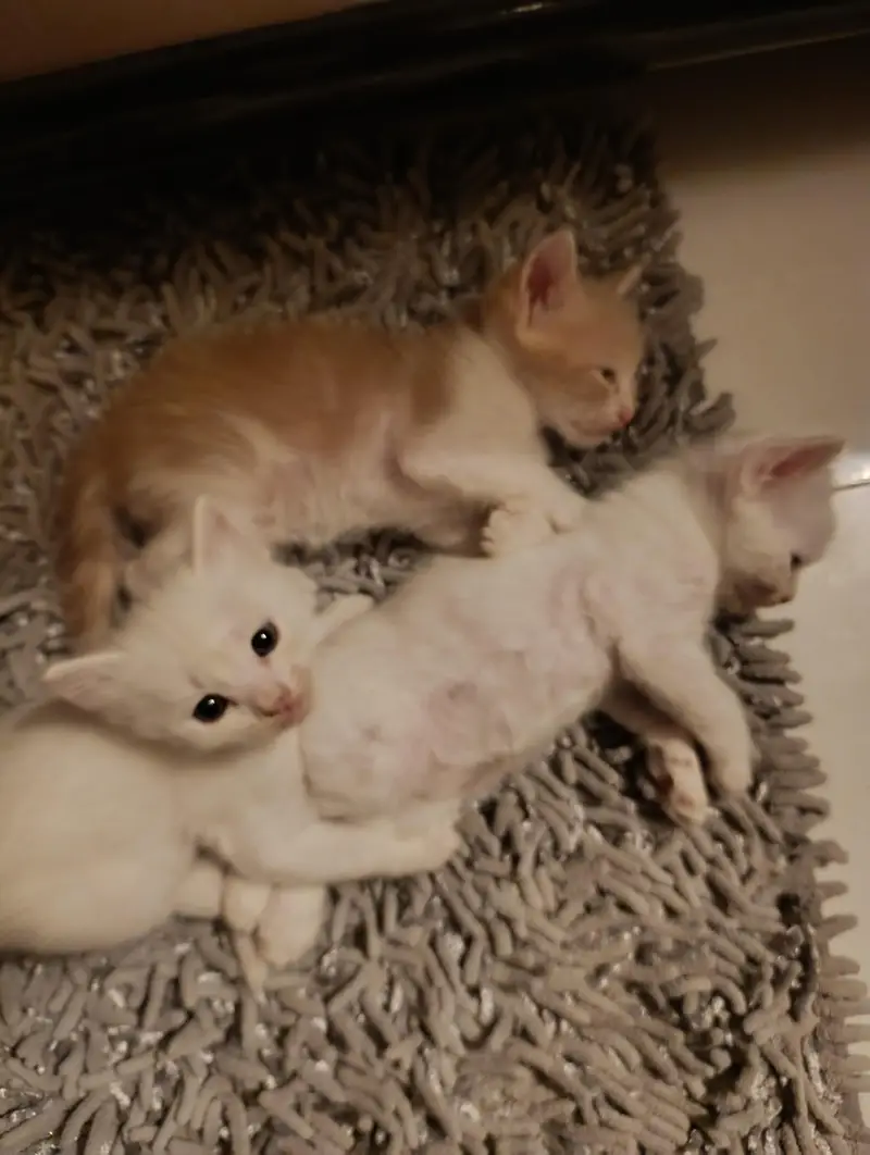 Kittens for sale — photo 4