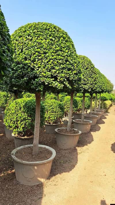 Garden Grass and Landscape All plants and Grass American Fine Dhaka Av