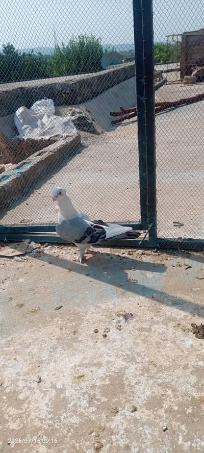Fancy pigeon