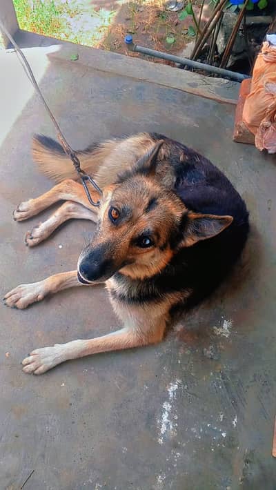 German Shepherd Caretaker Needed (Free)