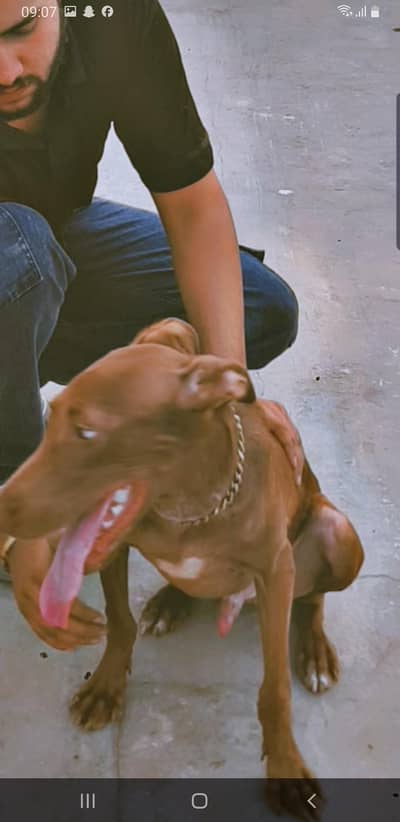 This is a very good dog.