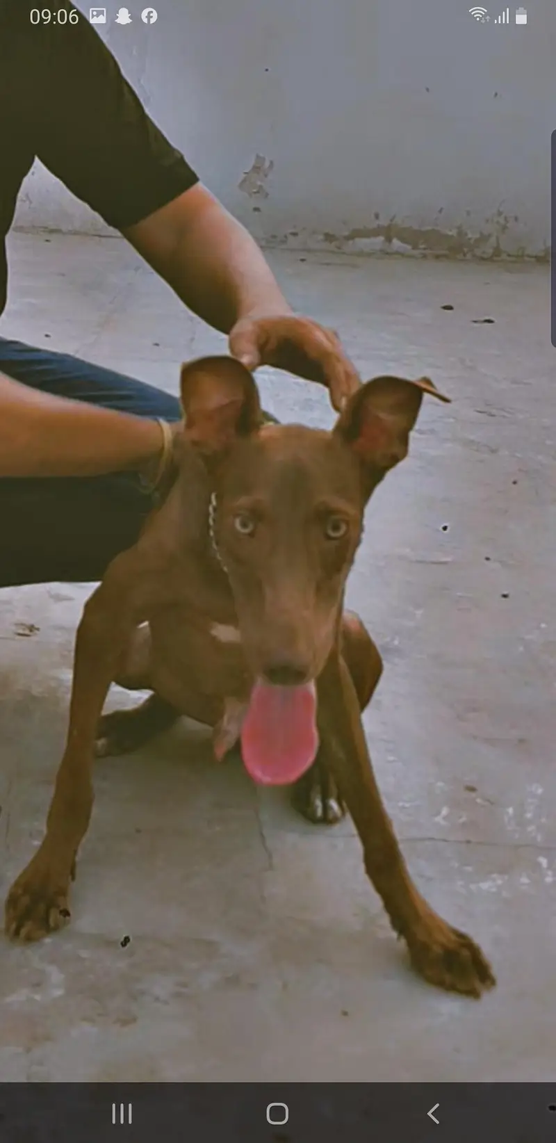 This is a very good dog. — photo 2