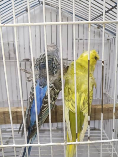 Hogoromo Budgies & Cockatiel Available in DHA phase 8 Lahore