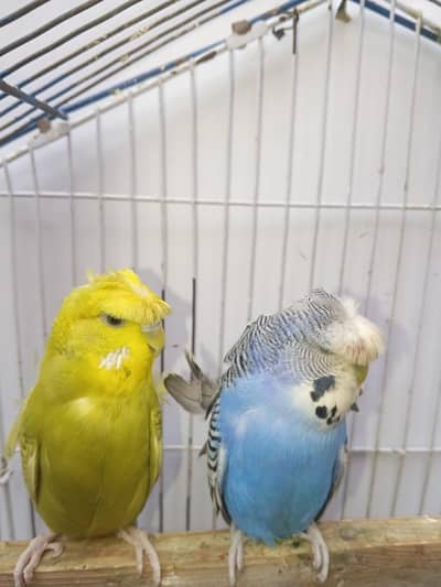 Hogoromo Budgies & Cockatiel Available in DHA phase 8 Lahore