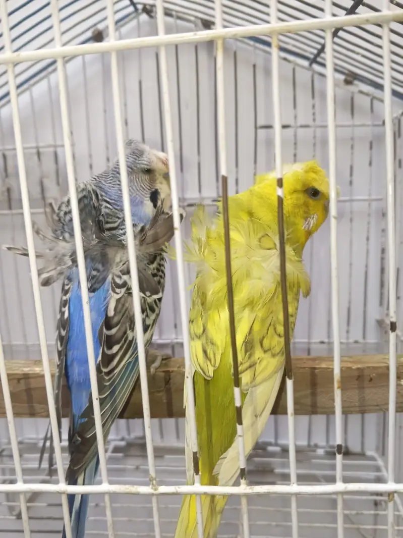 Hogoromo Budgies & Cockatiel Available in DHA phase 8 Lahore — photo 4