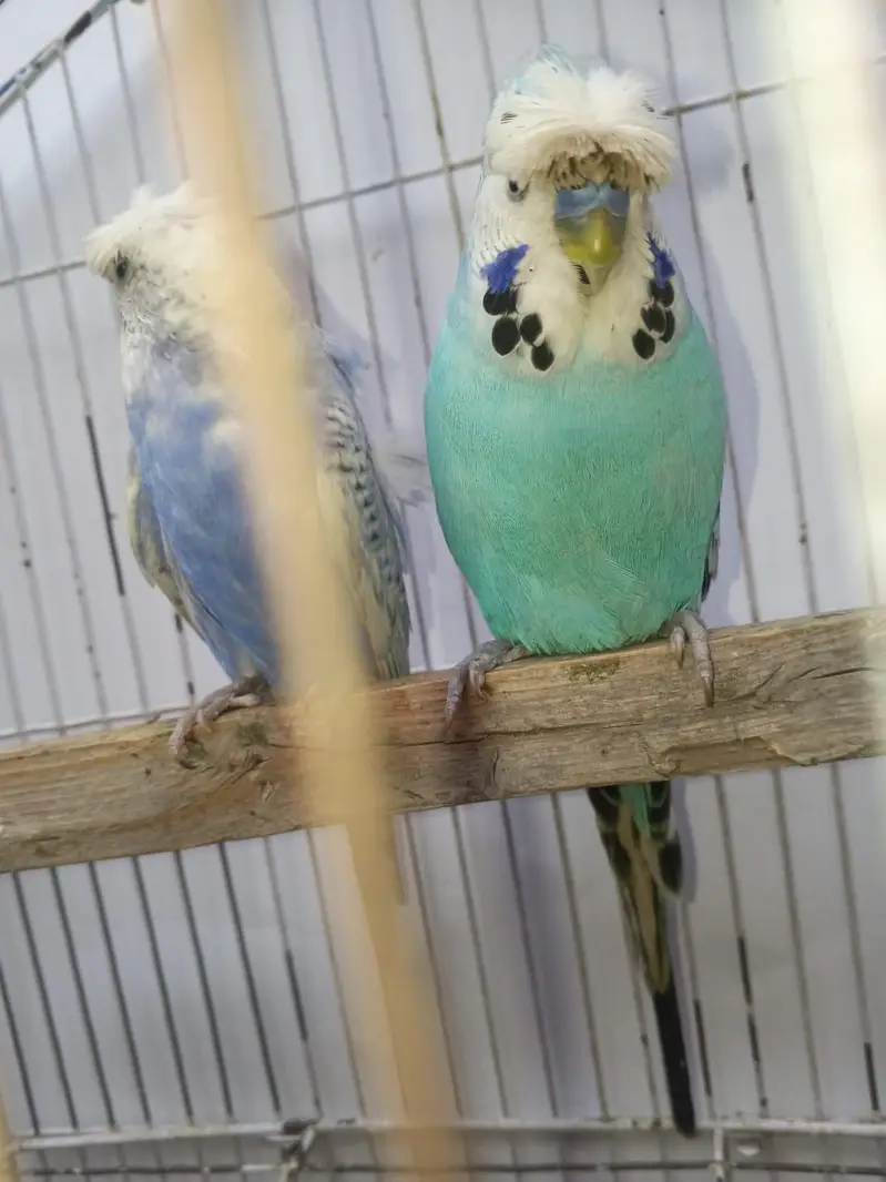 Hogoromo Budgies & Cockatiel Available in DHA phase 8 Lahore — photo 5