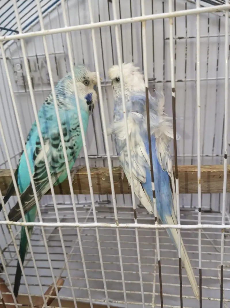 Hogoromo Budgies & Cockatiel Available in DHA phase 8 Lahore — photo 6