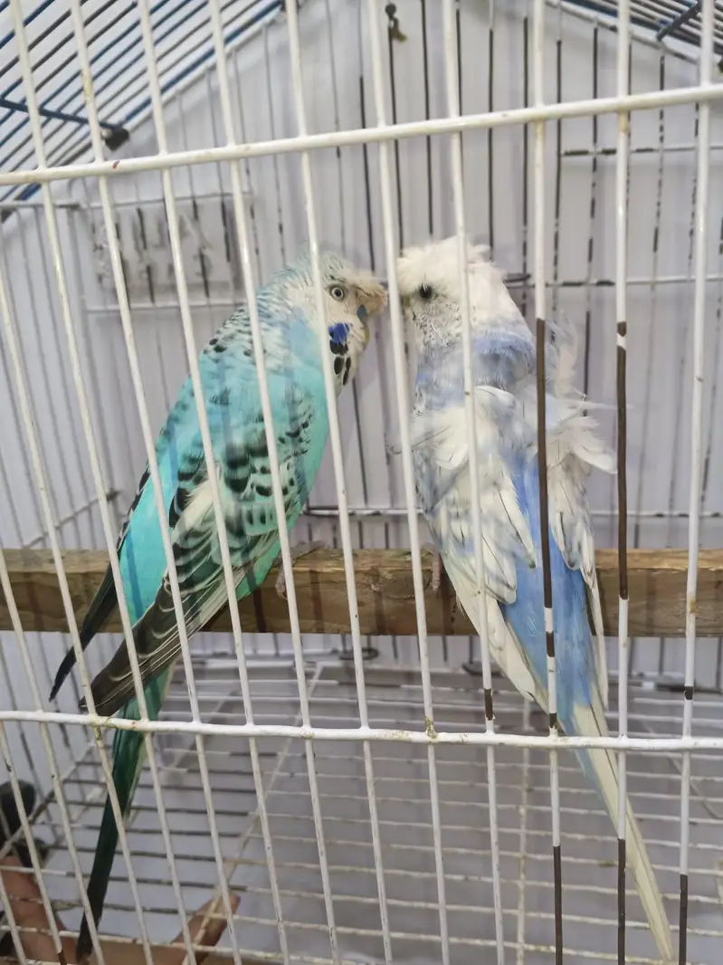Hogoromo Budgies & Cockatiel Available in DHA phase 8 Lahore — photo 7
