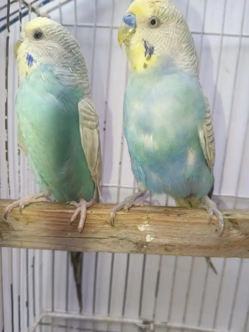 Hogoromo Budgies & Cockatiel Available in DHA phase 8 Lahore — photo 8
