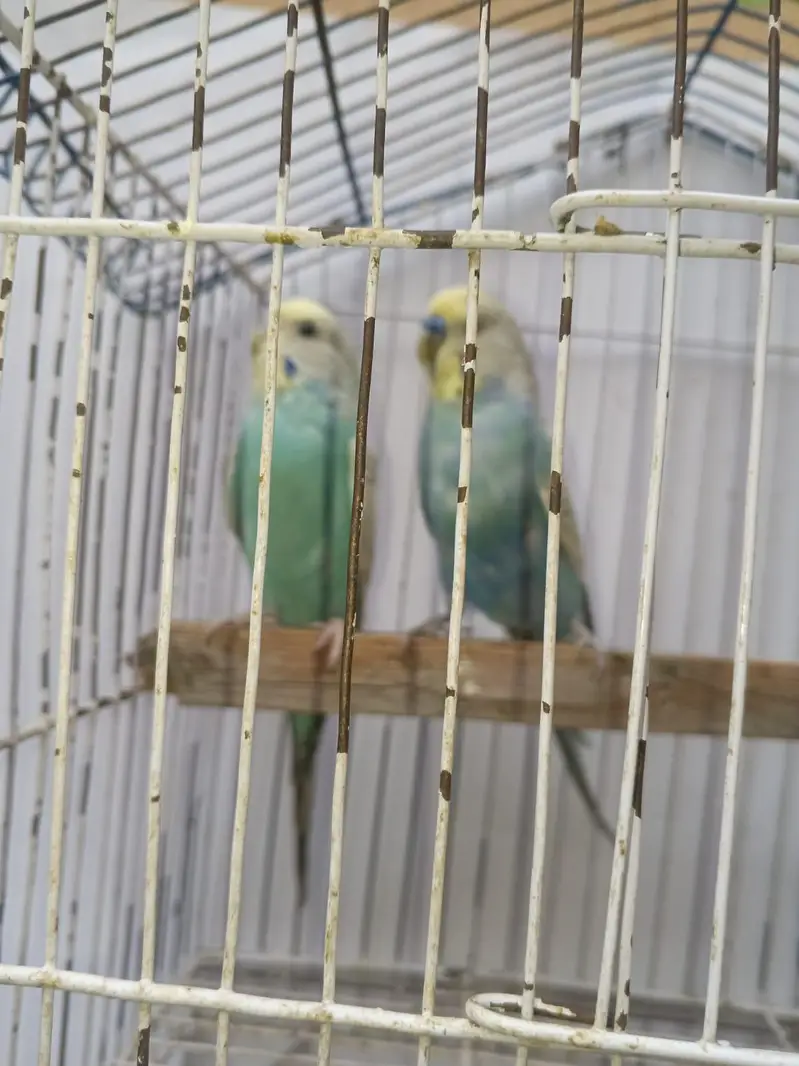 Hogoromo Budgies & Cockatiel Available in DHA phase 8 Lahore — photo 9