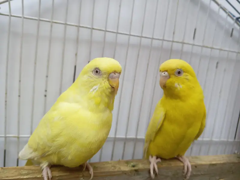 Hogoromo Budgies & Cockatiel Available in DHA phase 8 Lahore — photo 10