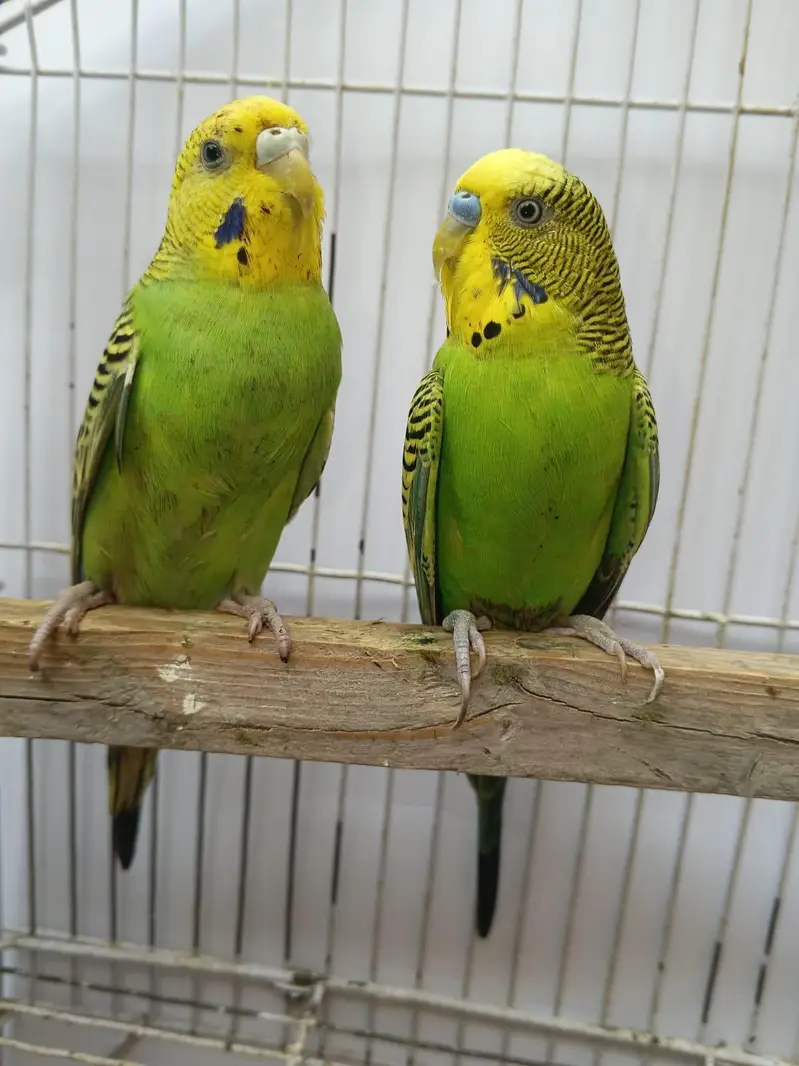 Hogoromo Budgies & Cockatiel Available in DHA phase 8 Lahore — photo 11