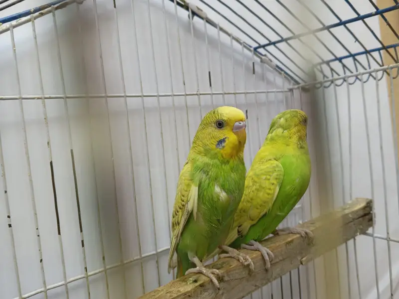 Hogoromo Budgies & Cockatiel Available in DHA phase 8 Lahore — photo 12