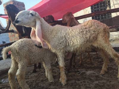 pure kajle bher /dhomba/Chatra /sheep/Bakra/bakri