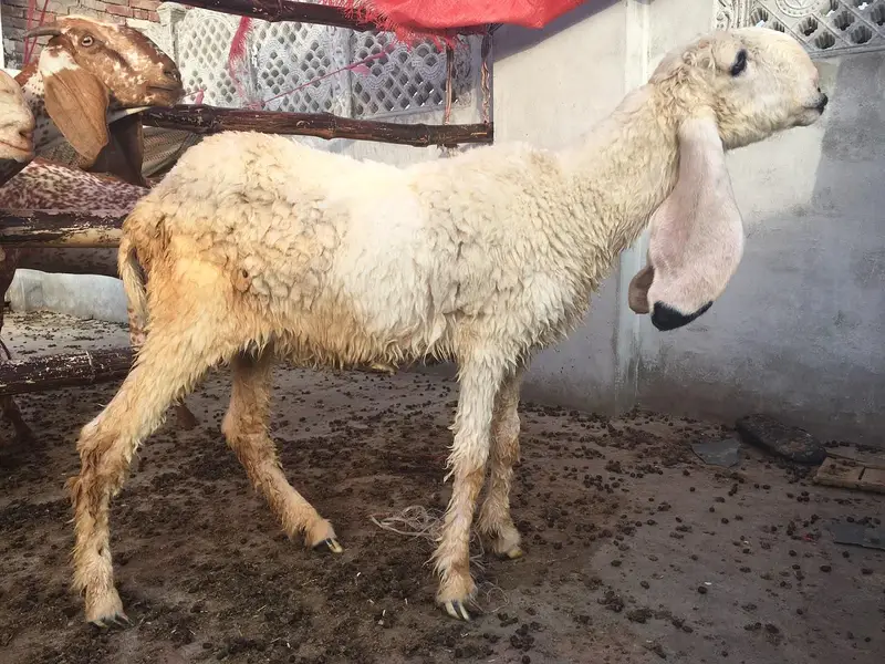 pure kajle bher /dhomba/Chatra /sheep/Bakra/bakri — photo 2