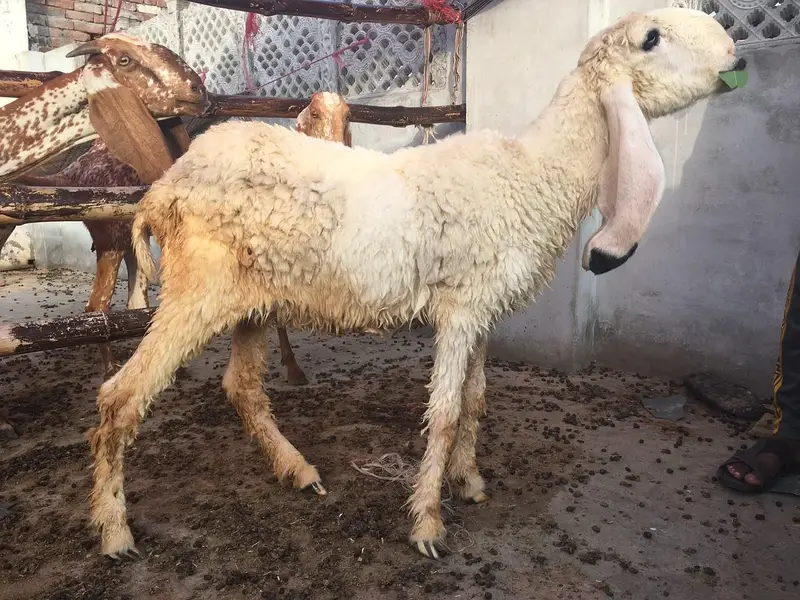pure kajle bher /dhomba/Chatra /sheep/Bakra/bakri — photo 3