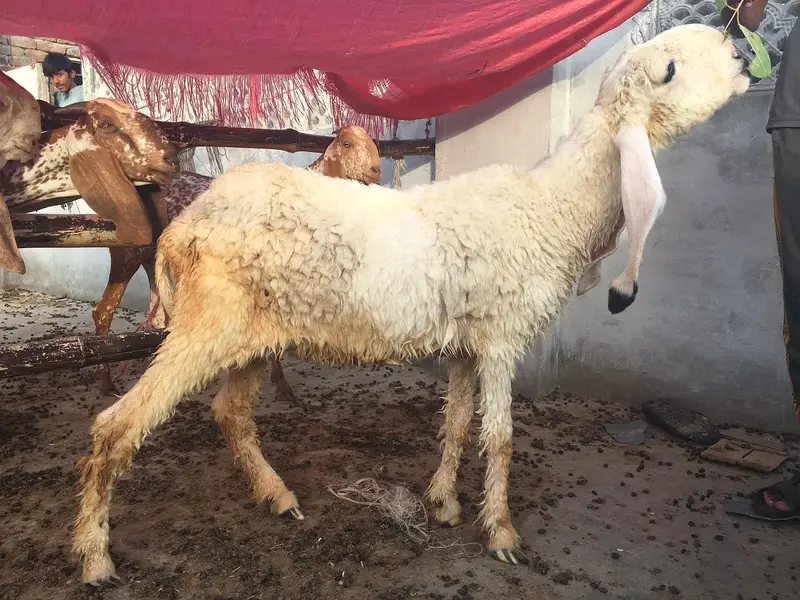 pure kajle bher /dhomba/Chatra /sheep/Bakra/bakri — photo 4
