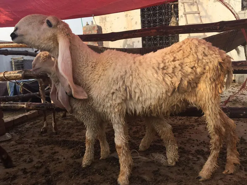 pure kajle bher /dhomba/Chatra /sheep/Bakra/bakri — photo 5