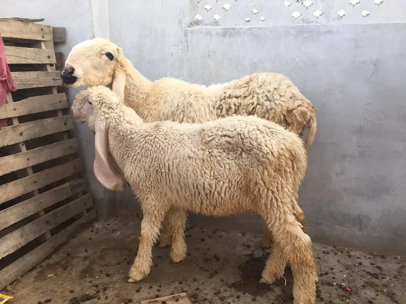 pure kajle bher /dhomba/Chatra /sheep/Bakra/bakri — photo 6
