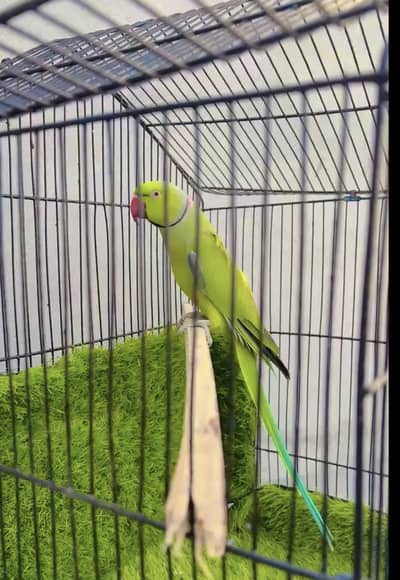 Ringnick male full active breader male age 2 sal