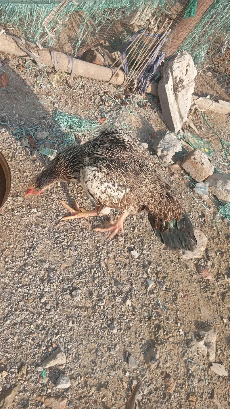 pure aseel hen abi kuruk ha — photo 3